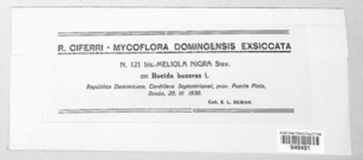 Asteridiella nigra image